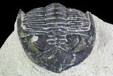 Bargain, Hollardops Trilobite - Visible Eye Facets #105980-2